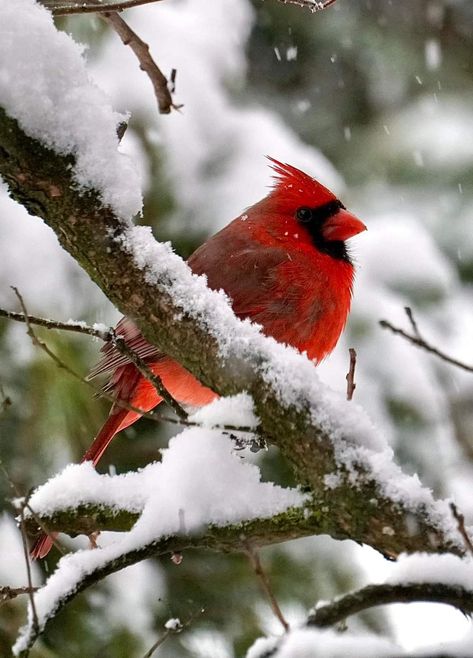 Winter Cardinal Photography, Cardinal Wallpaper, Cardinal Photography, Cardinal Embroidery, Phone Asthetic, Cardinals Wallpaper, Cardinals Birds, Cardinal Birds Art, Bird Images