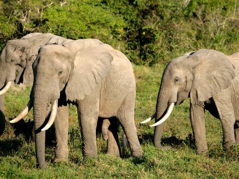 African Forest Elephant | Species | WWF Forest Elephant, African Forest, Elephant Species, All About Elephants, Elephant Gif, African Forest Elephant, Elephant Sketch, Elephant Facts, Elephant Costumes