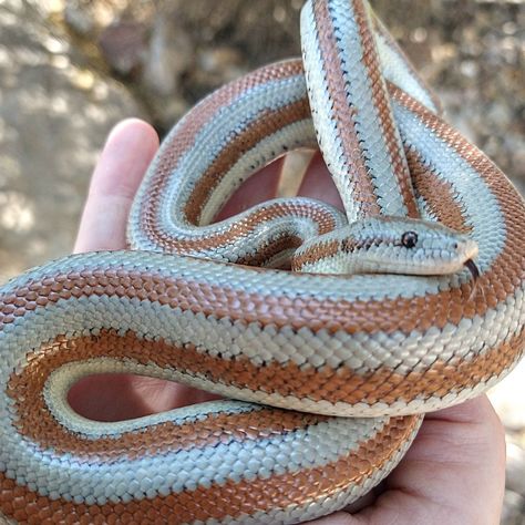 Rosy Boa Care - Owner's Guide on Size, Habitat and Diet - Reptile Advisor Rosy Boa Snake, Reptile Expo, Rosy Boa, Small Rat, Snake Enclosure, Rat Snake, Small Lizards, Pretty Snakes, Crested Gecko