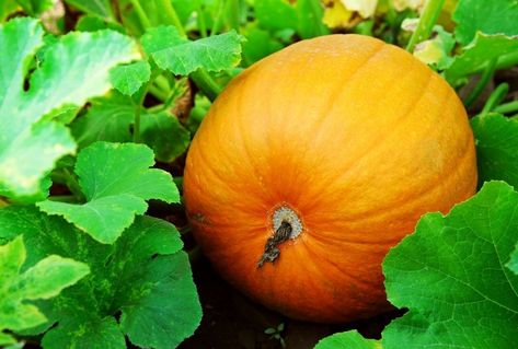 When To Pick Pumpkins, Grow Pumpkins, Pumpkin Smoothie Recipe, Homestead Style, Veggie Gardens, Planting Pumpkins, Pumpkin Vine, Biggest Pumpkin, Pumpkin Pie Smoothie