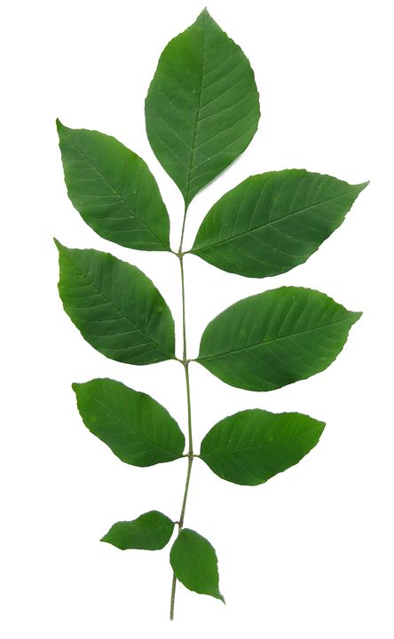 White Ash Tree, Ash Leaves, Ash Leaf, Ash Tree, Chestnut Trees, Invasive Plants, Tree Canopy, White Ash, Leaf Texture