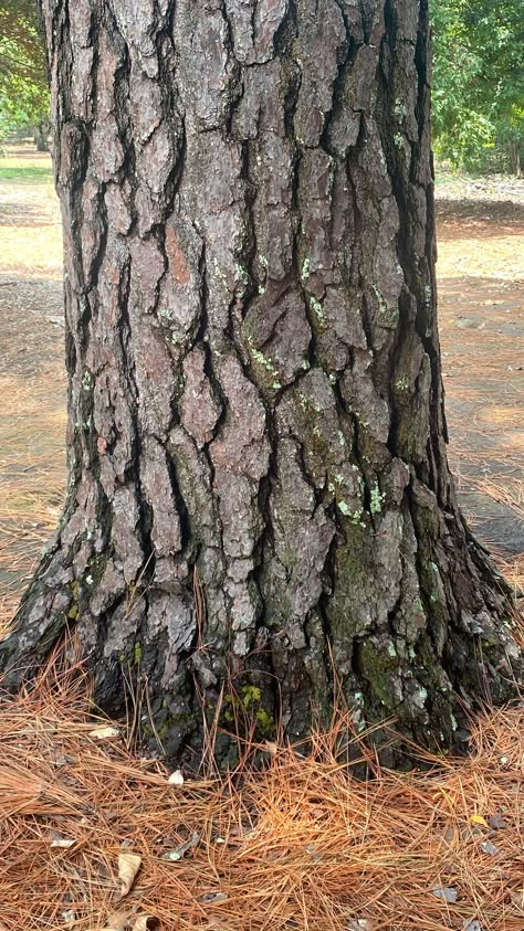 Tree Trunk Texture, Oak Tree Bark, Bakgerand Photo, Tree Texture, Tree Drawings, Tree Bark Texture, Bark Texture, Environment Reference, Tree Study