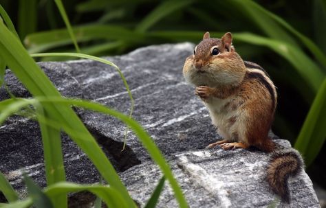 Chipmunk Eastern Chipmunk, Michigan Nature, Ground Squirrel, Canadian Wildlife, Ninja Cats, Red And White Quilts, Northern Michigan, Wildlife Animals, Hamsters