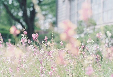 Spring Breeze, Spring Is Coming, Summer Breeze, Little Flowers, Film Aesthetic, Film Photography, Secret Garden, Spring Time, Gardening Tips