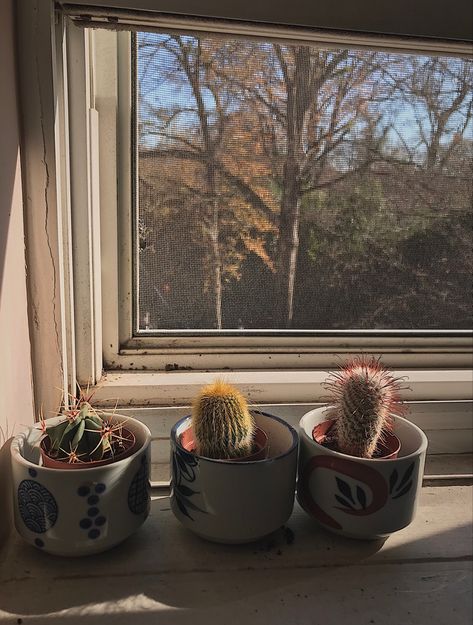 Small cactuses sitting on a windowsill Indoor Cactus, Plant Mama, Tiny Cactus, Tiny Plants, Plant Aesthetic, Cactus Plants, Beautiful World, Cactus, I Love