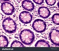 A histology blog (with a twist) 🔬 — Colon Daisies Be warned however, this is one... Human Tongue, Under Microscope, Human Physiology, Pouch Design, Body Cells, Medical Art, Natural Form, Things Under A Microscope, Cross Section