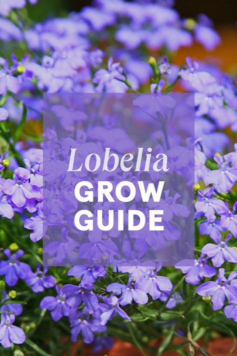 Lovely lobelia is smothered in flowers ranging in colour from white, blue, rose, purple or a blue and white. They are easy to grow and are great when planted in the garden, pots or hanging baskets providing colour for months. Nz Garden, Gardening Inspiration, Hanging Flower Baskets, Rose Purple, Plants Garden, Flower Basket, Blue Rose, Garden Supplies, Growing Plants