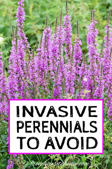 10 Beautiful Invasive Plants You Do Not Want In Your Garden - Gardening @ From House To Home Front Yard Landscaping Cottage Style, Garden Boarder Planting Ideas, Part Sun Cottage Garden, Missouri Landscape Ideas, Hardy Plants Outdoor, Outdoor Flower Bed Ideas, Perinnals Flower Beds, Narrow Border Planting Ideas, Boarder Planting