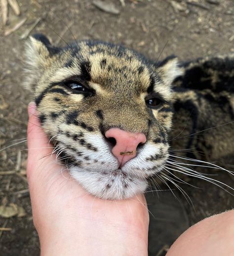 Cinta the Clouded Leopard loves chin scritches - 9GAG Clouded Leopard Aesthetic, Clouded Leopard, Animal Reference, Mask Ideas, Gorgeous Cats, Silly Cats Pictures, Cat Pictures, Pretty Animals, Silly Animals