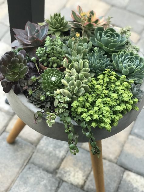 Cactus And Succulent Garden Pots, Patio Succulent Ideas, Succulent Plant Arrangements, Small Succulent Garden Outdoor, Front Porch Succulent Planter Ideas, Large Succulent Arrangements Outdoor, Succulent Bowl Indoor, Potted Succulents Outdoor, Outdoor Succulent Garden Pots