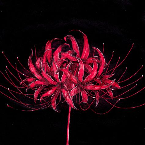 Anime Flower Drawing, Red Spider Lily Illustration, Higanbana Flowers, Red Spider Lily Drawing, Higanbana Tattoo, Red Flower Illustration, Spider Lily Drawing, Tokyo Ghoul Flower, China Flowers