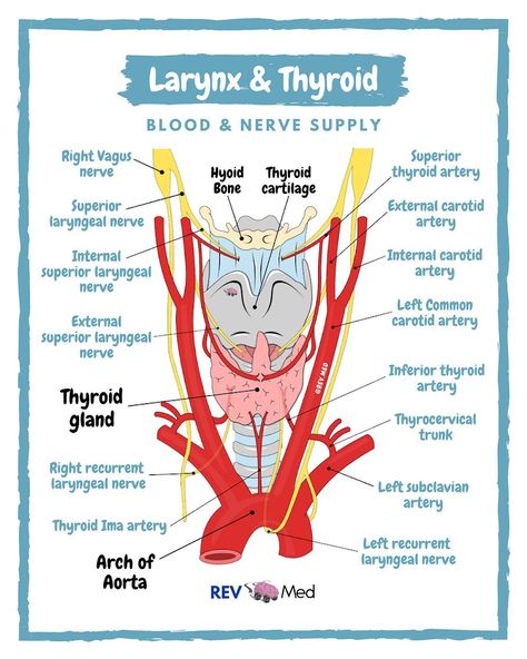 Vocal Anatomy, Hyoid Bone, Surgical Technologist Student, Anatomy Flashcards, Internal Carotid Artery, Medical Assistant Student, Nursing School Essential, Gross Anatomy, Anatomy Lessons