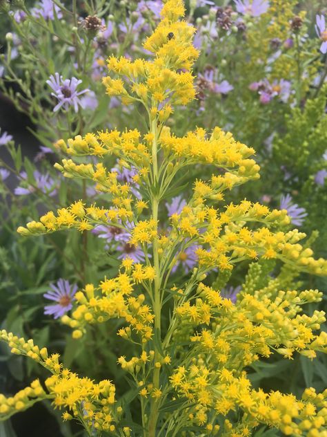 Solidago canadensis var. elongata - Xera Plants Baptisia Australis, David Suzuki, Asclepias Incarnata, Blazing Star, Wild Indigo, Swamp Milkweed, Flower Identification, Lily Garden, Golden Rod