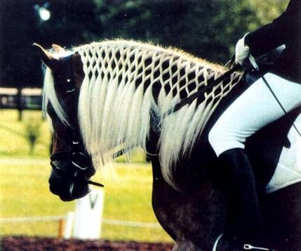 <b>Short-haired people!</b> Look at all the annoyingly complicated time-consuming hairstyles you're missing out on. Horse Braids, Horse Braiding, Horse Mane, Horse Grooming, Majestic Horse, All The Pretty Horses, Horse Crazy, Clydesdale, Horse Life