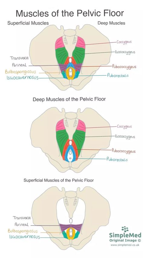 Muscles of the Pelvic Floor SimpleMed Pelvic Floor Diagram, Pelvic Floor Muscles Anatomy, Pelvic Floor Therapy For Women, Pelvic Physiotherapy, Pelvic Floor Anatomy, Learning Medicine, Pelvic Floor Physical Therapy, Muscle Diagram, Perineal Tear