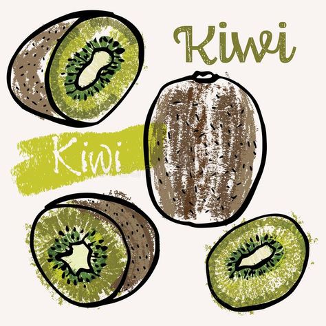 Kiwi fruit line art and color hand-drawn vector illustration. Rough crayon strokes doodle in an expressive loose coloring book. Style. Vector royalty free illustration Kiwi Outline, Fruit Line Art, Cookbook Design, Crayon Drawings, Hand Drawn Vector Illustrations, Kiwi Fruit, Free Illustration, Book Style, Hand Drawn Vector