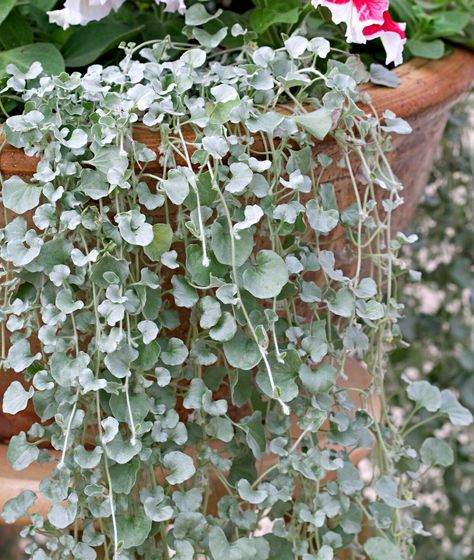 silver-falls-dichondra-59f96bc1 Trailing Plants For Shade, Green Leafy Plants Outdoor, Dichondra Silver Falls Hanging Baskets, Silver Foliage Plants, Silver Falls Plant, Dichondra Silver Falls, Silver Plants, Silver Falls Dichondra, Cascading Plants