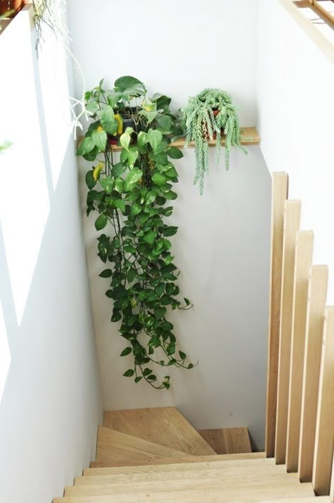 نباتات منزلية, Staircase Wall, Hanging Plants Indoor, Stair Case, House Plants Decor, Studio Tour, Hanging Plants, Plant Life, Indoor Garden