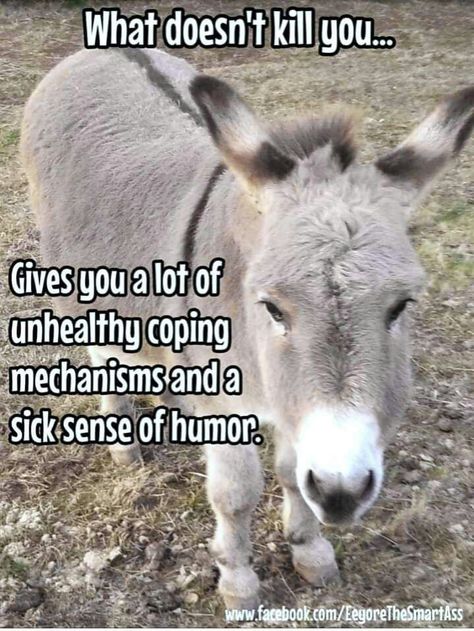 Animals Memes, Inspirational Sayings, Donkeys, Animal Memes, Funny Quotes, Humor, Memes, Funny, Quotes