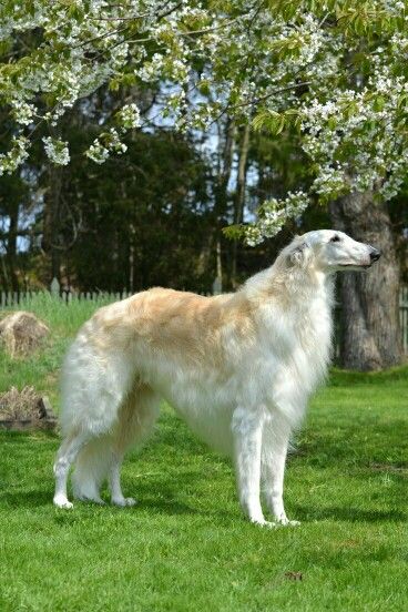 Borzoi Russian Wolfhound, Borzoi Dog, Most Beautiful Dogs, Pretty Dogs, Hound Dog, Dogs Of The World, Dog Photos, Big Dogs, Beautiful Dogs