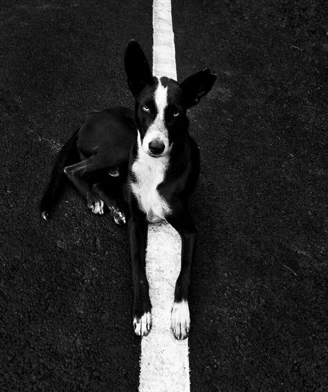 Street Dogs, Best B, Street Photographers, Street Photo, Dog Photography, Dog Portraits, Art Movement, Dog Photos, Bored Panda