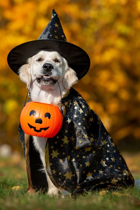 Treat one of our friends in need at PACC with a new home and a new family by visiting https://webcms.pima.gov/cms/one.aspx?portalId=169&pageId=991 Witch Hats Costume, Hanging Witch, Wizard Costume, Halloween Fest, Black Witch Hat, Hat Decoration, Halloween Witch Hat, Black Witch, Dog Halloween Costumes