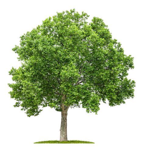 Plane tree on a white background. Isolated plane tree on a white background , #Ad, #white, #tree, #Plane, #plane, #Isolated #ad Plane Tree, Model Train Scenery, Scenic Design, White Tree, Landscape Architect, Life Images, Model Trains, Garden Landscaping, White Background