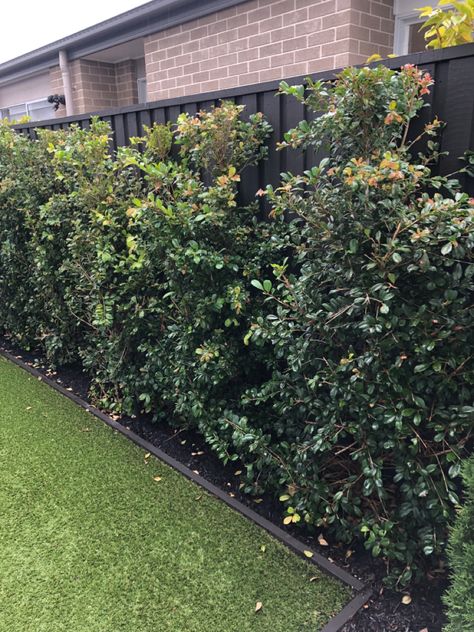 Fence Line Planting, Lilly Pilly Straight And Narrow, Lilly Pilly Hedge Landscape Design, Lily Pilly, Narrow Hedges Privacy Screens, Lilly Pilly Hedge, Lily Pilly Hedge, Back Yard Fence Line Plants, Hedges Landscaping