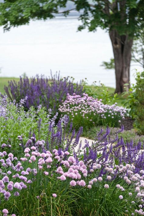 Purple Perennials, Palette Garden, Violet Garden, Purple Garden, Coastal Gardens, Landscape Design Plans, The Secret Garden, Landscape Plans, Garden Borders