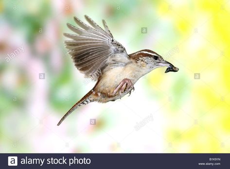 Download this stock image: Carolina Wren flying with insect - B1K91N from Alamy's library of millions of high resolution stock photos, illustrations and vectors./ Wren Flying, Tree Tat, Carolina Wren, Cactus Wren, Flying Tattoo, Bird Stand, Aerial Images, Aerial Photograph, Animal References