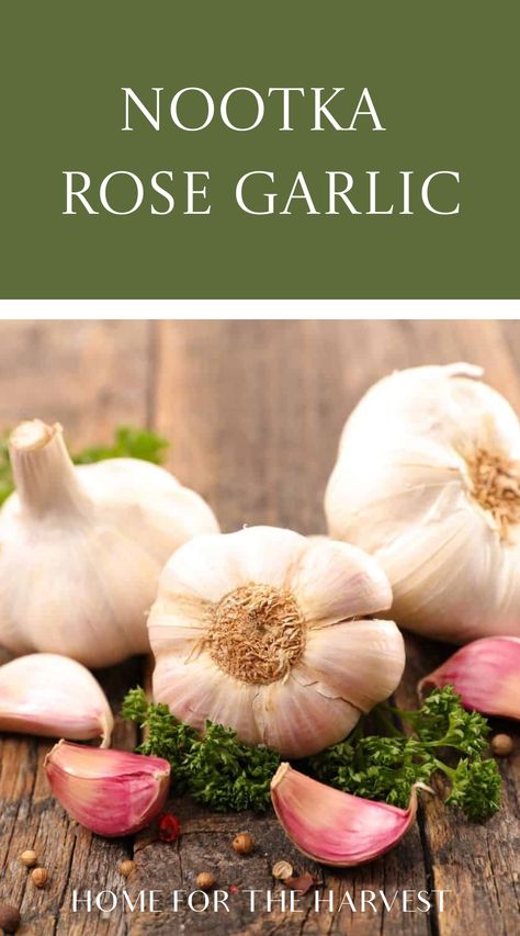 Nootka Rose garlic is a gourmet silverskin softneck variety known for its excellent flavor. Heralding from the picturesque San Juan Islands of Washington State, this cultivar is distinguished by its silky white bulbs tinged with a delicate, rosy blush. It offers a rich and warm flavor without overpo… How To Store Garlic, Garlic Health Benefits, Garlic Juice, Garlic Peeler, Garlic Seeds, Cleanse Your Liver, Garlic Benefits, Immune Boosting Foods, Pickled Garlic