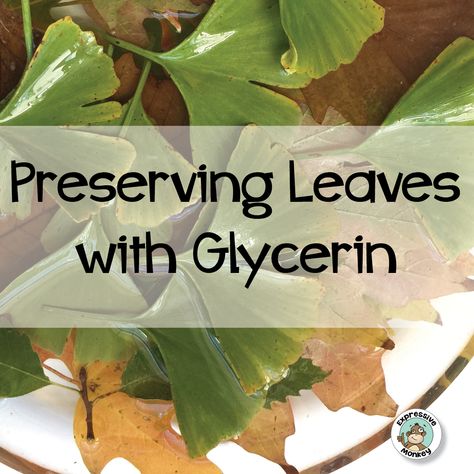 See how to preserve leafs using glycerin. Rural Backyard, Preserving Leaves, Leaf Pressing, How To Preserve Leaves, Preserve Leaves, Leaves Craft, Leaf Art Diy, Recycled Crayons, Autumn Leaves Craft