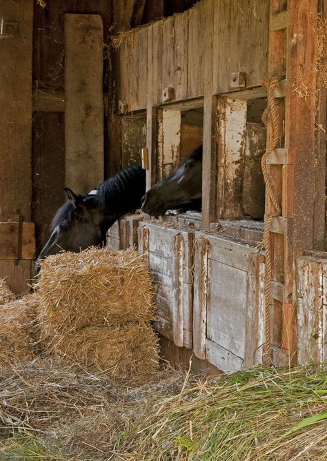 Horses In Their Stalls In An Old Barn is one of my favorite dreams~one day maybe~ Barn Core, Baling Hay, Opal Watch, Barn Interior, Hay Bales, Horse Stalls, Farm Scene, Farms Living, Down On The Farm