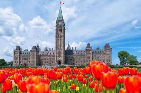 Canadian Tulip Festival: Where to See the Best Blooms in Ottawa Ottawa City, Boldt Castle, Canada Pictures, Scenic Places, Tulip Season, Tulip Festival, Tulip Bulbs, Famous Photographers, Quebec City