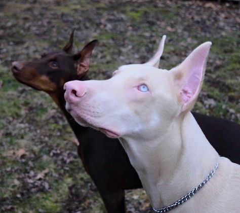 Blonde Doberman, Albino Doberman, White Doberman, White Doberman Pinscher, Doberman Love, Doberman Pinscher Dog, Scary Dogs, Doberman Dogs, Pretty Dogs