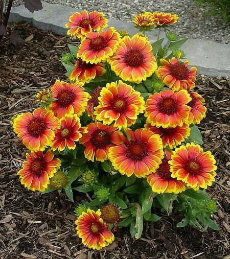 Blanket Flower - Gaillardia Height: 2.00 to 3.00 feet Spread: 1.00 to 2.00 feet Bloom Time: June to September Bloom Description: Yellow, orange, red with maroon to orange banding at petal bases Sun: Full sun Water: Dry to medium Maintenance: Low Suggested Use: Annual, Naturalize Flower: Showy Attracts: Birds, Butterflies Tolerate: Rabbit, Drought, Dry Soil Arizona Plants, Arizona Gardening, Garden Flowers Perennials, Blanket Flower, Drought Tolerant Landscape, Sun Garden, Garden Shrubs, Garden Yard Ideas, Drought Tolerant Plants