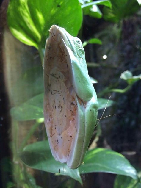 A dumpy tree frog on glass White's Tree Frog Terrarium, Green Tree Frogs, Whites Tree Frog Care, White's Tree Frog, Dumpy Frog Terrarium, Dumpy Tree Frog Terrarium, Green Tree Frog Terrarium, Fat Frog Drawing, Australian Tree Frog