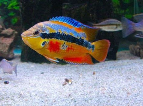 The Salvin's cichlid, also known as the yellow-belly cichlid or tricolored cichlid, is a species of the family Cichlidae. It is found in rivers of the Atlantic slope of southern Mexico, Belize, and Guatemala. American Cichlid, African Cichlid Aquarium, South American Cichlids, Cichlid Aquarium, Cichlid Fish, Tropical Fish Aquarium, Tropical Freshwater Fish, Tropical Aquarium, African Cichlids