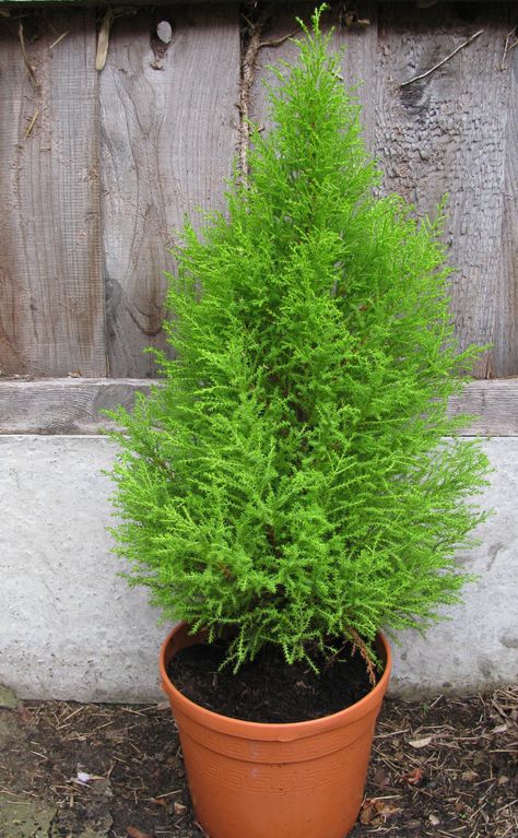 Lemon cypress tree care Potted Cypress Tree, Lemon Cypress Care, Cypress Trees In Pots, Lemon Cypress Landscape, Lemon Cypress In Pots, Lemon Cypress Tree, Garden Creek, Cyprus Tree, Conifer Garden