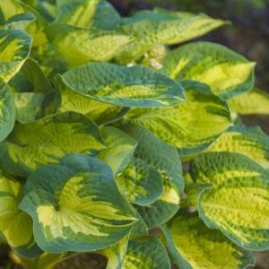 Hosta Plants For Sale Online - Plantain Lily | Nature Hills Nursery Hosta Identification, Hosta August Moon, Mini Hostas, Hosta Sieboldiana, August Moon, Plantain Lily, Shade Tolerant Plants, Hosta Varieties, Hosta Gardens