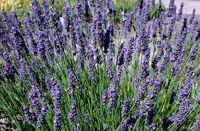 lavender 'Grosso' Garden Low Maintenance, Painting A Landscape, Garden Hideaway, Medieval Garden, Beach House Garden, Knot Garden, Dan Pearson, Lavender Varieties, Clapham Common