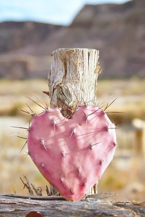 Cowgirl Wallpaper, Texas Cactus, Cat Tree Designs, Heart In Nature, Indoor Cactus, Small Cactus, My Funny Valentine, Desert Plants, Cactus Garden