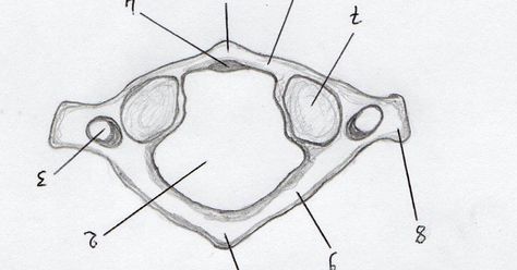 Atlas Vertebrae, Vertebrae Anatomy, Biology Diagrams, Anatomy Bones, Tree Drawings Pencil, Art Sketches Pencil, Anatomy Drawing, Anatomy And Physiology, Radiology