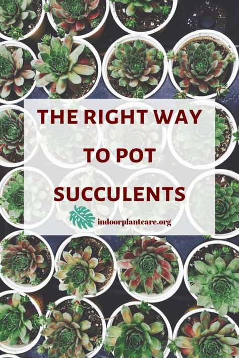 Succulents are an incredible feature in any kind of home decor! Learn how to properly pot your succulents to keep them healthy below. #succulents #succulentcare #indoorplants #indoorgardening #gardening #gardenideas Indoor Plant Care Guide, Gardening Indoors, Low Light House Plants, Garden Succulents, Backyard Gardening, Gardening Hacks, Succulents Plants, Succulent Soil, Inside Plants