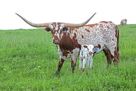 Nguni Cows, Cow Names, Long Horns, Longhorn Steer, Longhorn Cattle, Cow Photos, Longhorn Cow, Long Horn