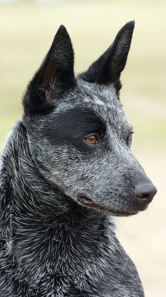 Australian Cattle Dog Aussie Cattle Dog, Austrailian Cattle Dog, Dog Breeds Pictures, Blue Heeler Dogs, Australian Cattle Dogs, Australian Cattle Dog Blue Heeler, About Dogs, Herding Dogs, Blue Heeler