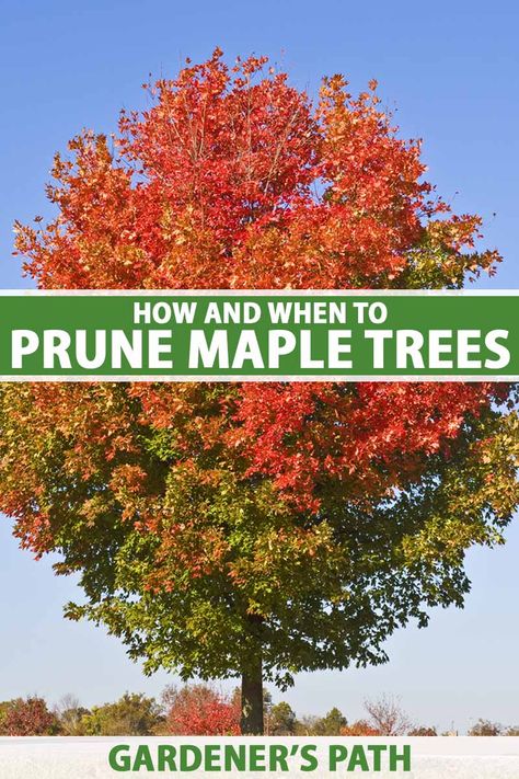 How and When to Prune Maple Trees | Gardener’s Path Maple Tree Landscape, Autumn Blaze Maple, Red Maple Tree, Chic Garden, Garden Hacks, Maple Trees, Tree Pruning, Japanese Maple Tree, Low Maintenance Landscaping