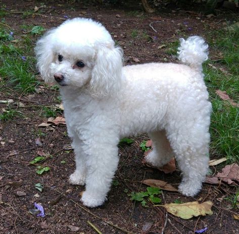 White Toy Poodle Puppy, Fluffy Poodle Haircut, French Puddle, White Mini Poodle, Toy Poodle White, Toy Poodle Puppy Cut, White Poodle Puppy, Poodle Puppy White, Toy Poodle Haircut