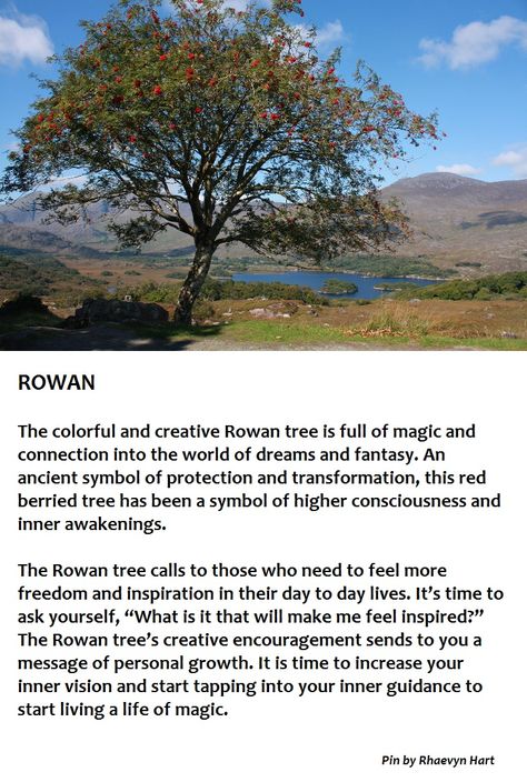 Rowan Tree Rowan Tree Meaning, Rowan Tree Aesthetic, Rowan Meaning, Rowan Tree Tattoo, Tree Meanings, Tree Identification, Rowan Tree, Sacred Tree, Flower Meanings