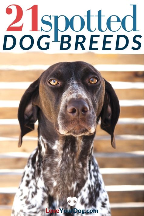 Looking for a pup with a lovely spotted coat? Spotted dog breeds are striking, and each breed has its own personality. Is a spotted pup right for you? Let's find out! #LoveYourDog #SpottedDogBreeds #CuteSpottedDogs #DogBreedsWithSpots #ILoveDogs Brown Dalmatian Puppy, Dogs With Spots, Lazy Dog Breeds, White Dog Breeds, Designer Dogs Breeds, Hypoallergenic Dog Breed, Smartest Dog Breeds, Spotty Dog, Hound Breeds